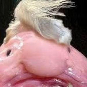 Meet your Posher, Laila